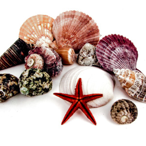 Sea Shells